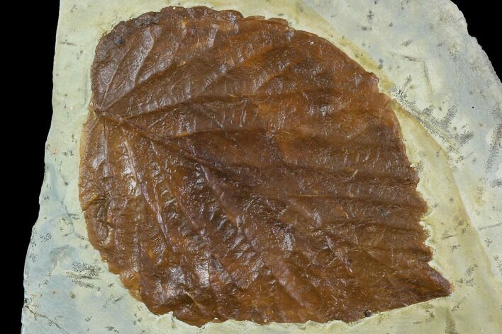 Fossil Leaf (Beringiphyllum)- Montana #106256